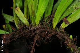 Image result for Loxogramme