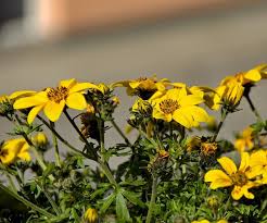 Image result for foto Dvouzubec