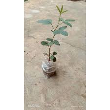 Check spelling or type a new query. Bibit Daun Opo Opo Shopee Indonesia