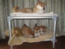 Kuranda Dog Bed Kuranda Dog Beds Dog Bunk Beds Orthopedic Dog Bed
