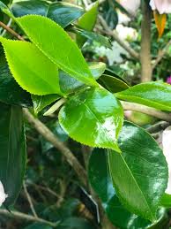 Image result for Camellia sinensis