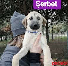 Petlebi Com On Twitter Tekirdag Kopek Sevgi Dolu Uysal Akilli Kopekler Https T Co K6y3sm3msd