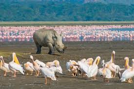 Find out more with this detailed interactive online map of nakuru provided by google maps. Nairobi Zum Naivasha See Hells Gate Lake Nakuru 2 Day Tour 2021 Tiefpreisgarantie