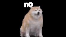 Discover more posts about midterms gif. Fat Dog Gifs Tenor