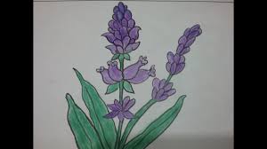 Jun 11, 2019 · how to draw lavender flowers supplies you'll need: How To Draw Lavender Flower Easily Colour Pencil Drawing Of Flowers For Kids Youtube