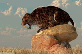 How Fast Could A Saber-Toothed Tiger Run And How Does That Compare To  Modern-Day Big Cats? - Quora