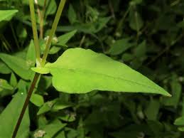 Image result for Persicaria nepalensis