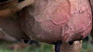 Resultado de imagen para mastitis bovina leche