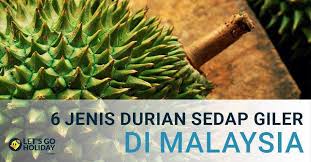 25 jenis durian paling popular di malaysia ini sangat menarik dan sedap rasanya bagi penggemar durian. 6 Jenis Durian Anda Mesti Cuba Dan Musim Durian Di Malaysia C Letsgoholiday My