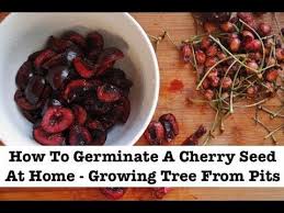 How To Plant Cherry Seeds With Pictures Wikihow In 2020 Growing Cherry Trees Cherry Tree Cherry Seeds