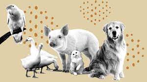 Ley de Bienestar animal: ¿es cierto que despenaliza la zoofilia?