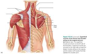 This is an online quiz called back muscle diagram. Back Muscles Diagram Quizlet