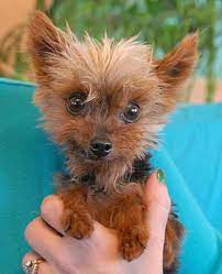 Nevada Spca Animal Rescue Twinkie A Tiny Yorkie For Adoption Yorkie Dog Adoption Animal Rescue