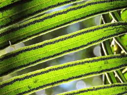 Image result for Marattiaceae