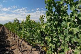Resultado de imagen para La magnífica Ruta del Vino chile