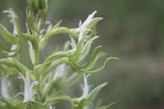 Image result for Habenaria magnirostris