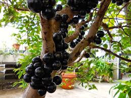 Gambar pohon anggur yang berbuah. Anggur Brazil Jaboticaba