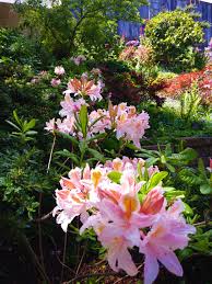 Maybe you would like to learn more about one of these? Welcome To Masterpiece Gardening A 100 Organic Garden Maintenance Consultation And Design Service For San Francisco And Marin County