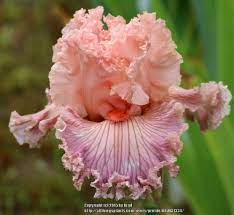 Photo Of The Bloom Of Tall Bearded Iris Iris Georgette Silk Posted By Aruba1334 National Gardening Association Iris Flowers Iris Garden Bearded Iris