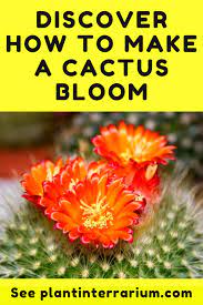 Enjoy cactus bloom all year long. How To Make A Cactus Bloom Flower Tips And Tricks In 2020 Cactus Care Cactus Bloom