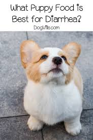 What Puppy Food Is Best For Diarrhea Dogvills