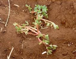 Image result for Embelia schimperi