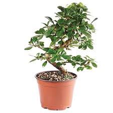 In china, fukien tea bonsai trees are very popular for penjing and in western countries, it's often an indoor bonsai tree. Buy Brussels Bonsai Live Fukien Tea Indoor Bonsai Tree 6 Years Old 6 To 10 Tall With Plastic Grower Pot Medium Online In Qatar B07jn2bbyd