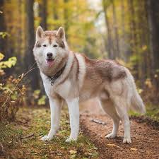 We did not find results for: Siberian Husky Pdsa