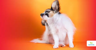 #1 vet recommended brand · vet recommended brand 6 Natural Remedies For Your Itchy Dog Dogs Naturally