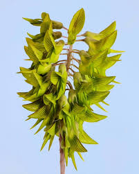 Image result for Crotalaria monteiroi