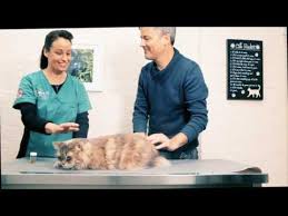 And quality care to our patients and their owner. Northcote Animal Hospital Vet Care Clinic Veterinarian Melbourne