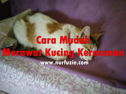 Salah satu caranya adalah dengan memberikan. Cara Mudah Merawat Kucing Keracunan Eintan Nurfuzie Lifestyle Beauty Travel Tips Rawatan Kucing Review