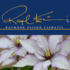 Whether you need a climber for growing on a pergola in full sun or to scramble through trees in the shade, there is a colourful clematis just for you. Raymond Evison Clematis Home Facebook