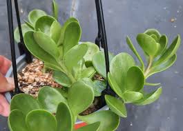 Image result for Senecio sp.no.3