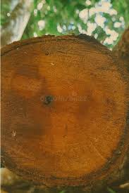 Image result for Pycnanthus angolensis