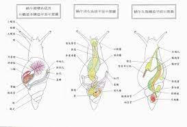 社團，也是各蝸牛同好分享的成果。 虎紋非洲大蝸牛與公民科學 虎紋非洲大蝸牛是邱郁文博士等人於 2012 年在國立台灣博物館學刊中發表的外 來入侵種，其特徵是殼口內緣螺軸處呈粉 紅色，軟體呈淺褐色或灰白色，入侵分布 於屏東的九如、龍泉、五溝水. åœ‹ç«‹è‡ªç„¶ç§'å­¸åšç‰©é¤¨ ç¬¬äºŒå é„­èŒ¹æ–¹