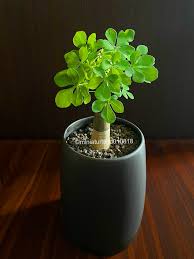 Image result for Cyphostemma saxicola