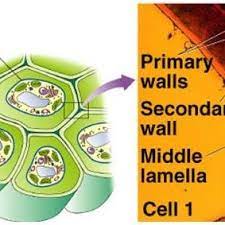 Just like the nucleus, both cell types are surrounded by a membrane that's known as a phospholipid bilayer. Pdf The Plant Cell Walls 2016 Www Glycopedia Eu