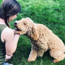 This litter have found their forever homes. What To Expect Your Puppy S First Night Home The Grace Between