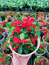 Image result for Euphorbia williamsonii