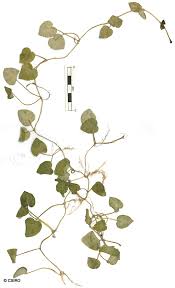 Image result for Geophila repens