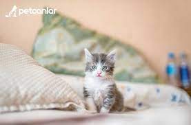 yavru kedi mama tavsiyesi