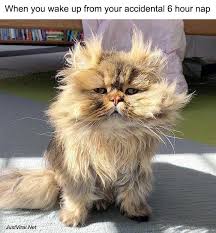42 Funny Pictures Of Animals Doing Funny Things With Captions Justviral Net Funny Animal Pictures Animal Pictures Cute Funny Animals