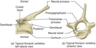 Its upper surface is lipped laterally and beveled anteriorly. Thoracic Vertebrae An Overview Sciencedirect Topics