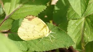 Image result for Eureiandra sp. A