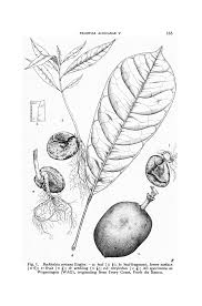 Image result for Buchholzia