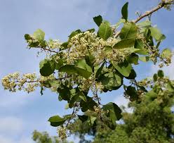 Image result for Gymnosporia glaucophylla