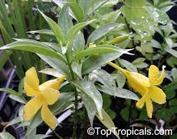Image result for Allamanda schottii