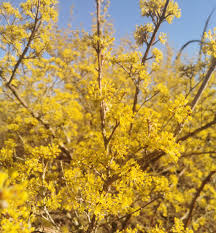 Image result for Cornus mas