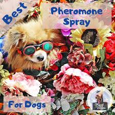 Best Calming Pheromone Spray For Dogs Travel With Doggie